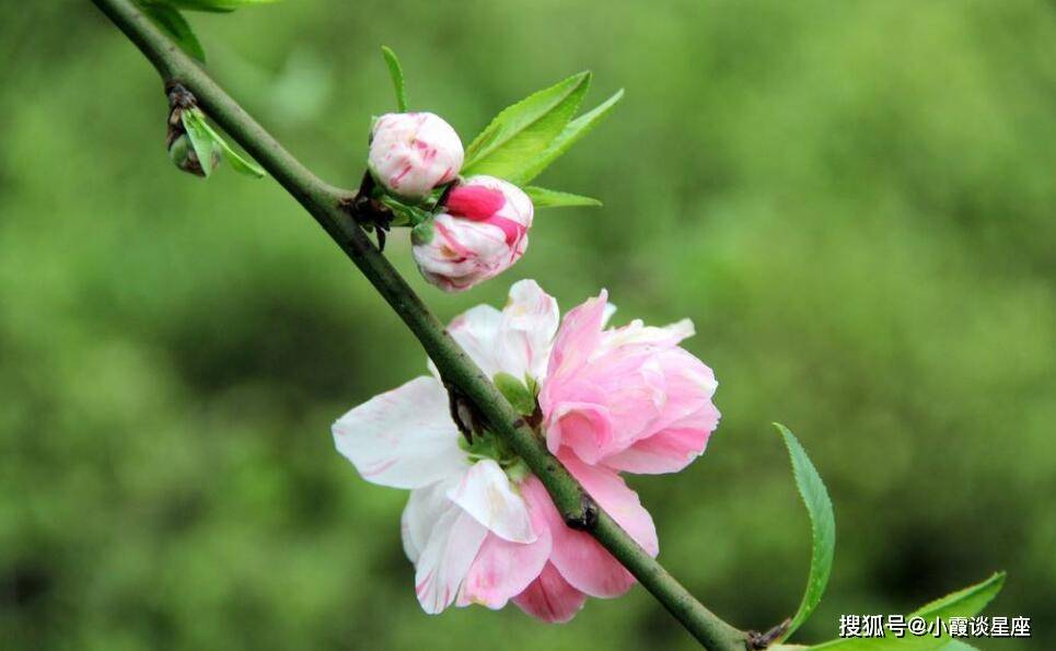 鸡飞狗眺都为财。春风吹来一枝花打一准确生肖,警惕虚假宣传落实,前沿解答解释落实