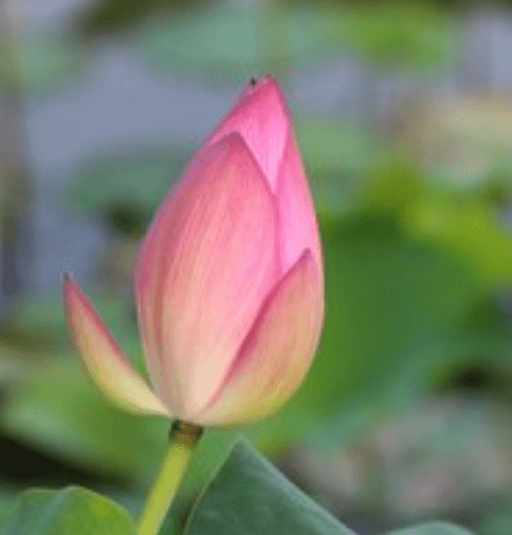 三句是詩中有詩,特礁必定在其中打一准确生肖,警惕虚假宣传,综合解答解释落实 三句是詩中有詩,特礁必定在其中打一准确生肖,警惕虚假宣传,综合解答解释落实