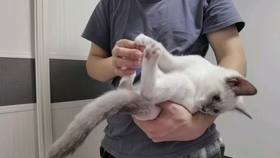 灰不喇唧打一准确生肖详细解答、综合解答解释落实