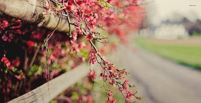 鸡飞狗眺都为财。春风吹来一枝花打一准确生肖请全面2释义、解释与落实、构建解答解释落实